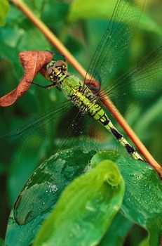 A green darner dragonfly (Anax junius) on leaves