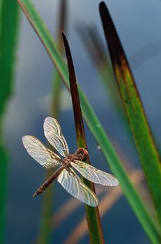 Dragonfly with shiny wings perching on Cattail leaves