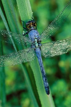 A blue dragonfly covered with dew on grassy stalks