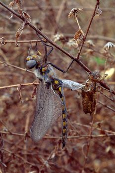 Dragonfly emerging from Naiad state, wings still folded