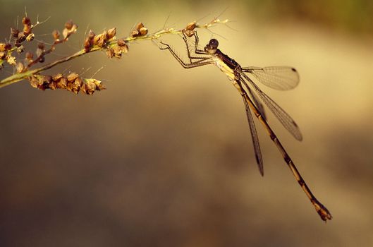 A dragonfly perched on weeds