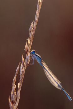 A damselfly covered with dew on a weed stalk