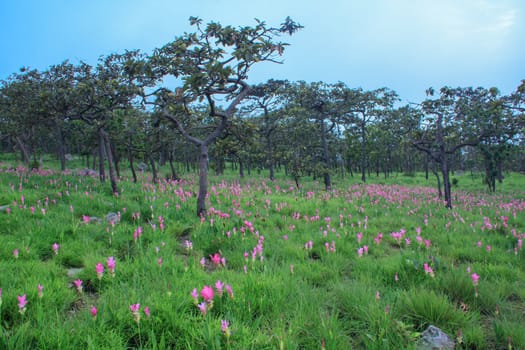 Wild siam tulips blooming in the jungle in Chaiyaphum province, Thailand.