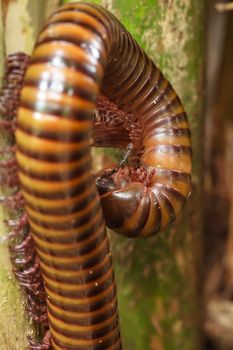 One thousand leg of millipede on a green tree
