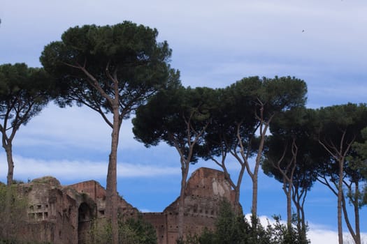 Several stone-pines in front of ruines in Rome
