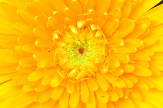 Gerber flower close up