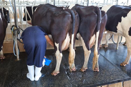 Cow milking facility and mechanized milking equipment in the milking hall