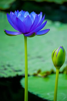 beautiful blue water lily in Kew Gardens London