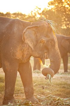 asian elephant eating grass showing trunk with grass in mouth