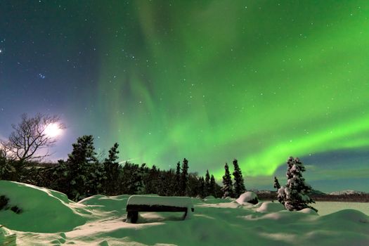Spectacular display of intense Northern Lights or Aurora borealis or polar lights forming green swirls over snowy bench at the edge of boreal forest  taiga of Yukon Territory  Canada winter landscape
