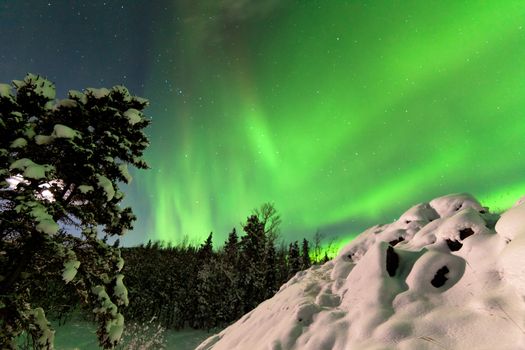 Spectacular display of intense Northern Lights or Aurora borealis or polar lights forming green swirls over snowy boreal forest  taiga of Yukon Territory  Canada winter landscape