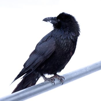 Portrait of large Common Raven  Corvus corax  perched on metal bar against a neutral white background