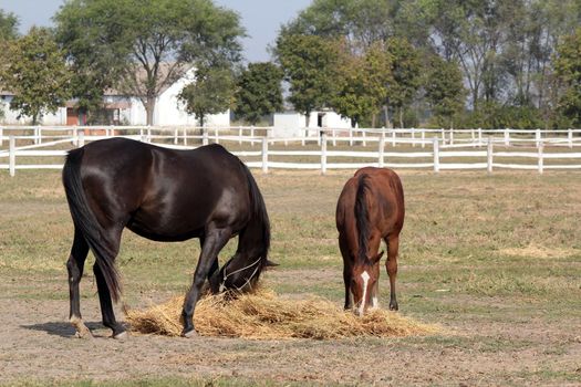 black horse and brown foal eat hay