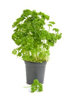 Plant of fresh parsley isolated on white background