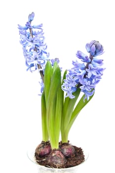 Purple Hyacinth flowers in closeup over white background