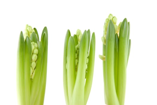 White Hyacinth flower in closeup over white background