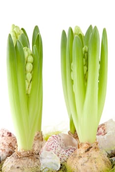 White Hyacinth flower in closeup over white background