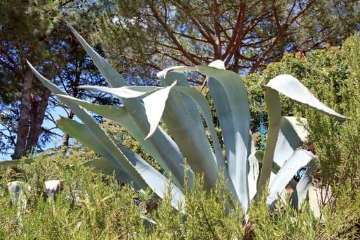 agave plant in nature