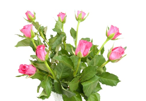 Bouquet of pink roses in closeup over white background