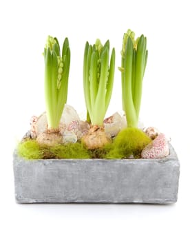 White Hyacinth flower with decoration in pot over white background