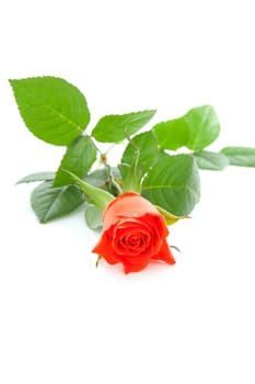 one red rose isolated on white background