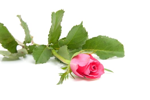 one beautiful pink rose over white background