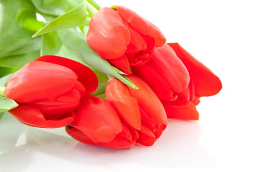 Bouquet of red tulips over white background