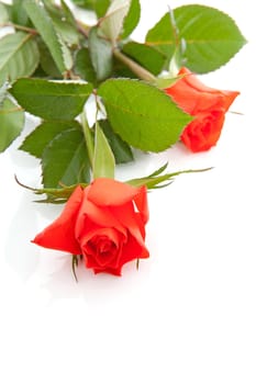 red roses in closeup over white background
