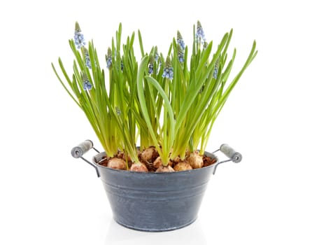 Muscari botryoides flowers also known as blue grape hyacinth isolated on white background 
