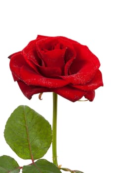 beautiful red rose with water drops in closeup over white background