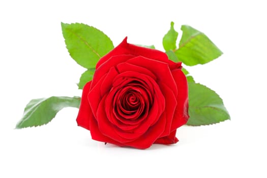 beautiful red rose in closeup over white background