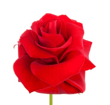beautiful red rose in closeup over white background
