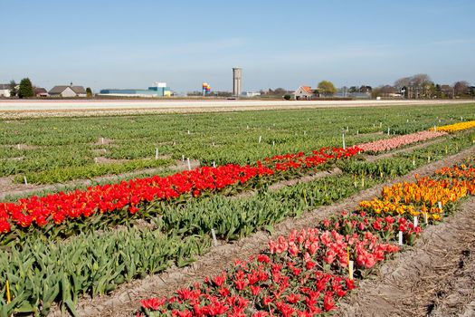 Dutch landscape, bulb fields with white tulips 