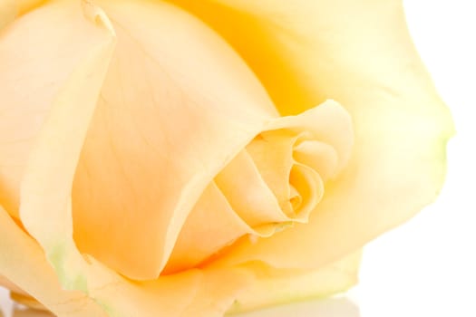 beautiful orange rose flower in closeup over white