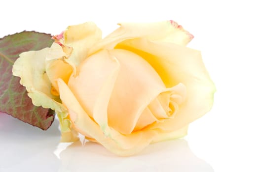 yellow rose in closeup over white background