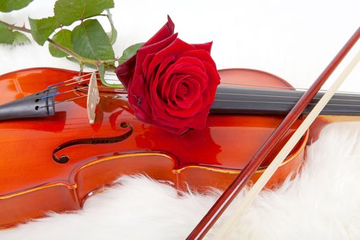 violin and red rose isolated on white background