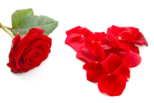 red rose and leaves in shape of hearts over white background