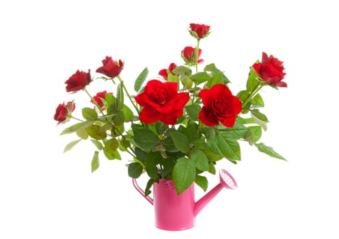 Pink watering can with bouquet of red roses over white background