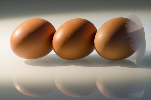 Three eggs still-life on glas with feather