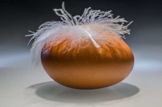 Brown egg hidden under feather
