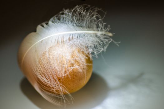 Brown egg hidden under feather
