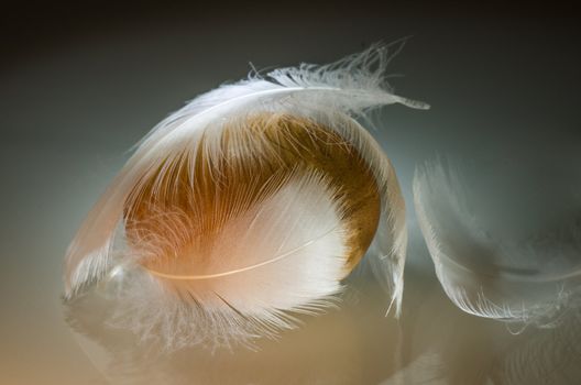 Brown egg hidden under feather