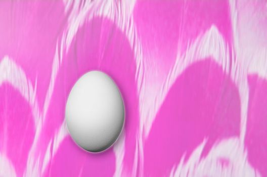 Composing of feather background with white egg