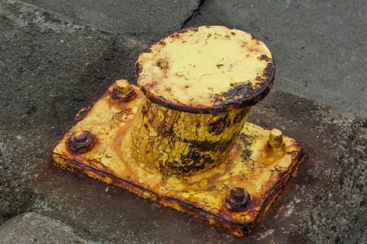 Yellow pollard in Hvide Sande