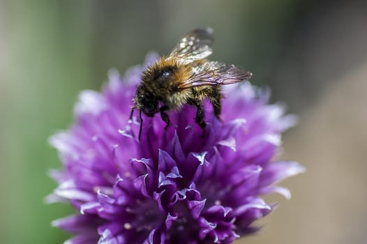 A bee sitting on the bloom of a treefoil