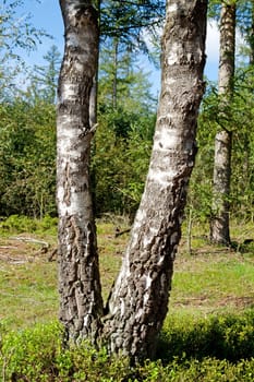 Two tree trunk of birch in closeup
