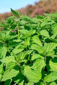 Green nettle in closeup on sunny day