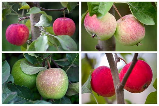 Apples on branch of apple tree in garden close up.