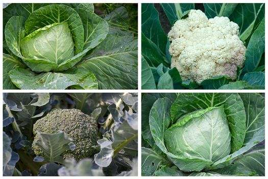 Collage of pictures of different species of cabbage close-up.