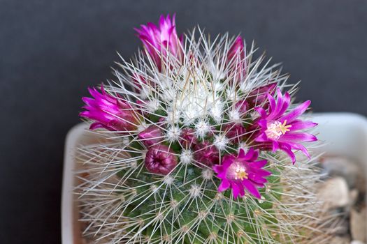 Cactus with flowers  on dark  background (Mammillaria).Image with shallow depth of field.